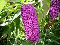 Close-up of purple Buddleja davidii cultivar flowers