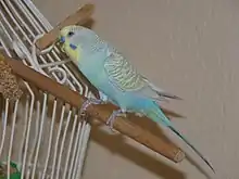 Full body Greywing, Sky Blue Single Factor Violet, Yellowface Type II Budgie