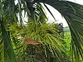 New buds of Areca catechu