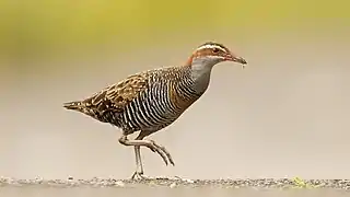 orangish-brown rail with black barring on the belly, a grey throat, and an orangish face