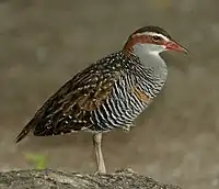 East Australian race G. p. mellori