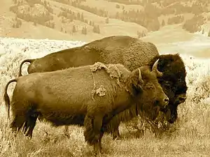 Buffalo bison pair