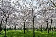 Blossom Park in Amstelveen