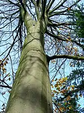 Image 41Northern beech (Fagus sylvatica) trunk in autumn (from Tree)