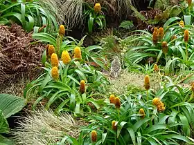 A New Zealand pipit A. n. aucklandicus and megaherbs on Campbell Island