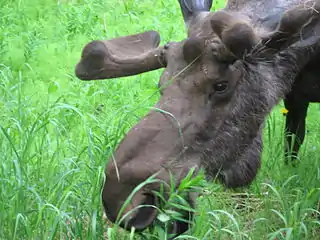 Bull moose eating a fireweed plant