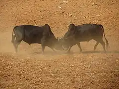 Bullfight in Taruka