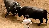 Bullfighting