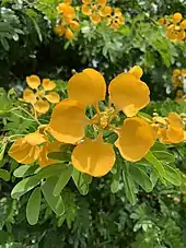 flowering plants