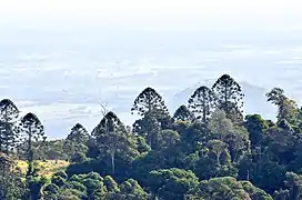 Distinctive canopies seen at Bunya Mountains