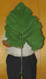 A 180 cm (5 ft 11 in) tall man holding a leaf