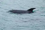 Burrunan dolphin