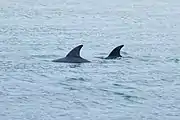 Burrunan dolphins in Port Phillip Bay, Victoria, Australia