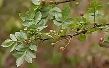 Bursera penicillata fruits and leaves