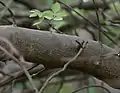 Bursera penicillata trunk