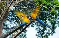 Two true parrots in the branches
