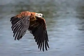 FlyingMato Grosso do Sul, Brazil