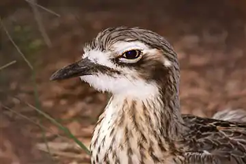 Adult facial markings