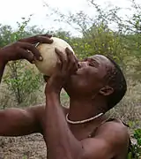 A San man drinking from an ostrich egg