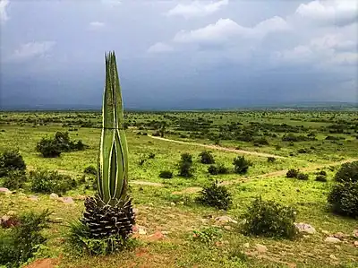 View of grassland in Butaho in the Ruzizi Plain of the Democratic Republic of the Congo