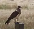 Swainson's hawk