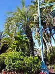 Butia Capitata in Englewood Florida.