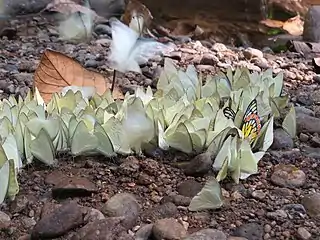 Aggregation of butterflies mud puddling