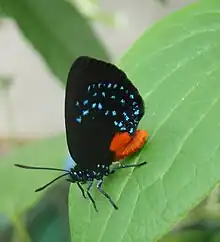 Adult resting on a leaf