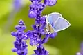 Polyommatus icarus on Lavandula