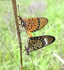 Mating pair in Mozambique