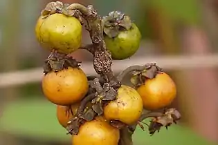 Fruit