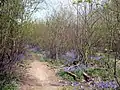 Bluebells among coppice in Bysing Wood, Kent