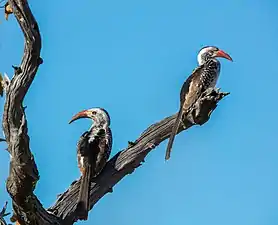 Southern red-billed hornbills (Tockus rufirostris)