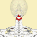Its shape and position (shown in red) from above. The skull is shown in semi-transparent.