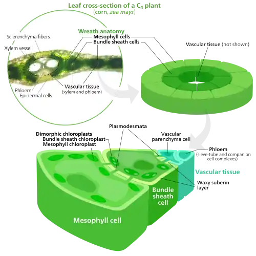Many C4 plants have their mesophyll cells and bundle sheath cells arranged radially around their leaf veins. The two types of cells contain different types of chloroplasts specialized for a particular part of photosynthesis.