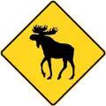 Moose crossing