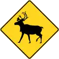 Reindeer crossing