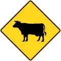 Cattle crossing