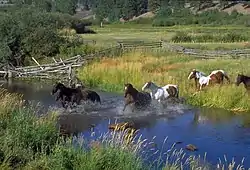 Horses running through the creek on the McDonald Ranch, September 1999