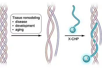 Collagen hybridizing peptides