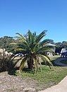 Canary Island date palm growing in Hatteras, North Carolina, about its northern limit unprotected on the East Coast