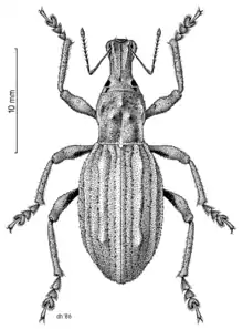 Flax Weevil by Des Helmore