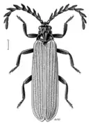 Red-winged lycid beetle Porrostoma rufipenne