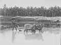 Plowing a rice field with oxen, about 1910-1920 in Sawa (Indonesia).
