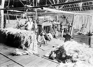 The packaging of Manila hemp (Musa textilis) into bales at Kali Telepak, Besoeki, East Java