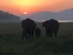 Elephants in Jim Corbett National park