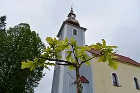 The tree grows in the area of the Roman Catholic church of St. Matthew, May 2020.