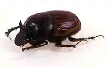 Onthophagus gazella