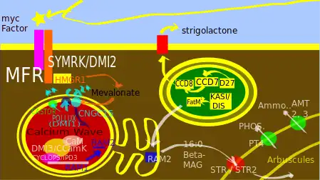 Common Symbiotic Pathway - a simplified presentation based on McLean, Bravo and Harrison 2017