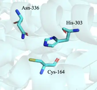 Catalytic Triad of CURS1
